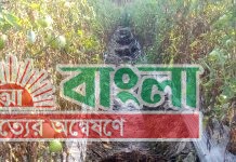 টমেটো ক্ষেতে বিষ প্রয়োগের অভিযোগ : ৩ লক্ষ টাকার ক্ষতি